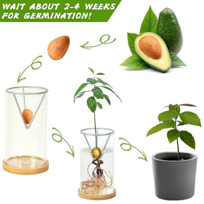 Bylion 2 Pack Avocado Growing Kits Avocado Seed Starter - color: Silver