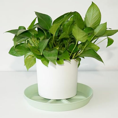 NIMYAU Plant Saucer 12 inch 2 Pack Deep Drainage Plant Saucers – Raised Middle Platform, Heavy Duty Thick Plastic Round Drip Tray - color: Green, size: 12" (2-Pack)