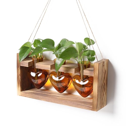 Plant Terrarium Propagation Stations Hydroponics - color: Amber