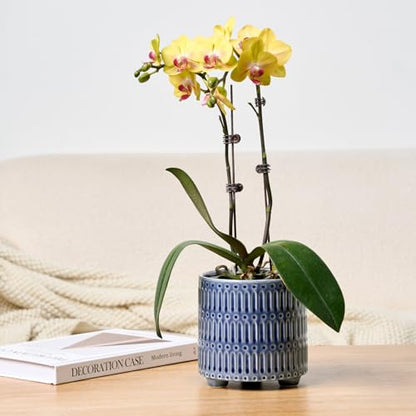 STHIE 5 Inch Ceramic Planters for Indoor Plants, Blue Cactu Snake Plant Pot - color: Reactive Glaze Blue