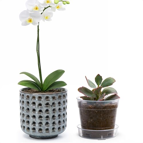 D'vine Dev Orchid Pot, Clear Pot & Saucer, Graphite Blue, 4.5 in, 28-A-Z-3 - color: Graphite Blue, size: 4.5"