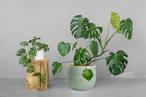 Olly & Rose Bali 10 Inch Ceramic Cement Plant Pot - Indoor & Outdoor Planters - Garden and Flower Pot - color: Gold Teal