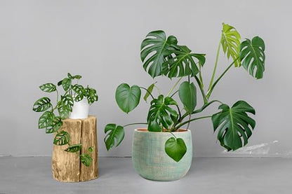 Olly & Rose Bali 10 Inch Ceramic Cement Plant Pot - Indoor & Outdoor Planters - Garden and Flower Pot - color: Gold Teal