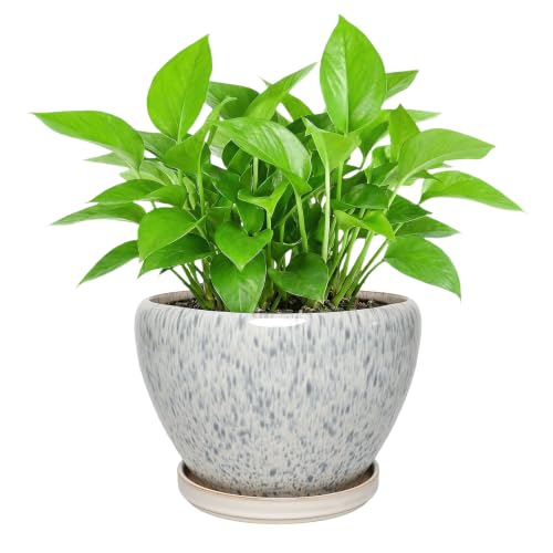 Ceramic Planter with Saucer for Indoor Outdoor Plants (Dot Blue, 8.7 Inch) - color: Dot Blue, size: 8.7 Inch