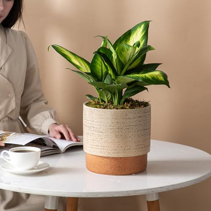 8 Inch Ceramic Self Watering Planter with Drainage Hole, Brush - color: Brush, size: Medium