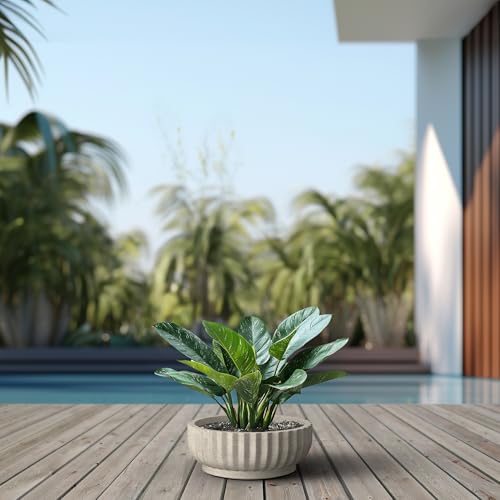 Kante Weathered Concrete Planter 14.6" Dia All-Weather Round Accent Pot - color: Weathered Concrete, size: 14.6"Dia x 5.5"H