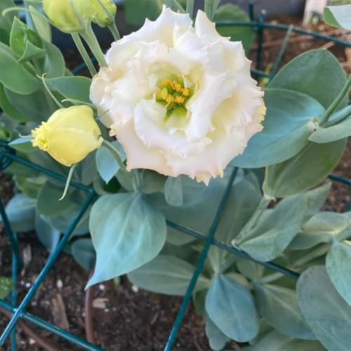 MTB Supply 10 Pack 16 x 24 inch Green Peony Cages Grow Through Plant Support Stakes Flower Support Hoops Heavy Plants Brace Rings - size: Grid 10pack