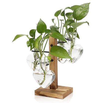 Plant Terrarium Propagation Stations with Wooden Stand - color: Transparent