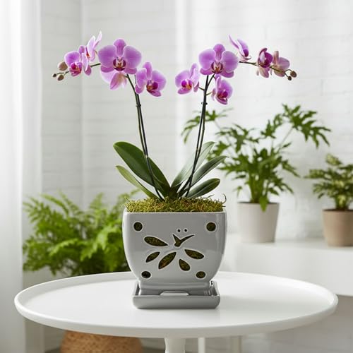 Orchid Pots with Holes Square Ceramic Orchid Planter Pots 5.5 inch (gray) - color: Gray
