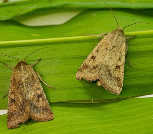 VivaTrap VT-101 Corn Earworm + Tomato Fruitworm Moth Trap & Lure (2 Pack, 8 Week)