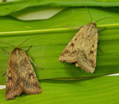 VivaTrap VT-101 Corn Earworm + Tomato Fruitworm Moth Trap & Lure (2 Pack, 8 Week)