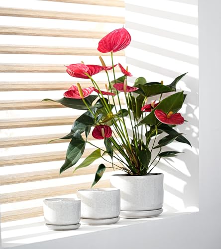 Ceramic Planters,Plant Pots with Saucers Set of 3(Reactive Glaze White) - color: Speck