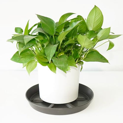 NIMYAU Plant Saucer 12 inch 2 Pack Drainage Plant Saucers – Plastic Plant Drip Trays, Plants Collects Flower Pot Drainage and Excess Water - color: Brown, size: 12" (2-Pack)