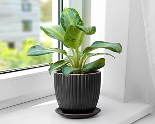 D'vine Dev 2-Pack Stoneware Planter Pots, 4.5/5.8 in, Black, 99-D-2 - color: Black
