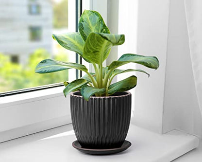 D'vine Dev 2-Pack Stoneware Planter Pots, 4.5/5.8 in, Black, 99-D-2 - color: Black