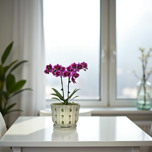 Ceramic Orchid Pot With Attached Saucer and Drainage Hole 6'' (Cream) - color: Cream