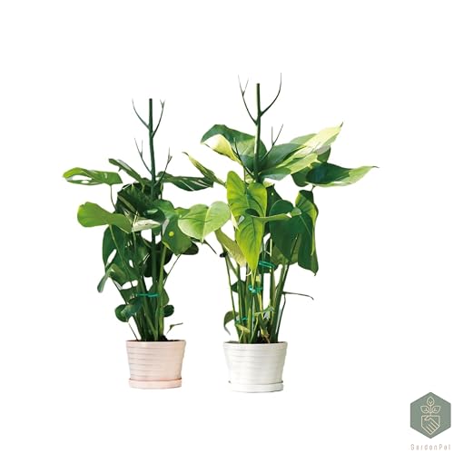 GardenPal 6 Pack Detachable 43.3" Plant Support Stakes- Indoor/Outdoor Monsteras, Pothos, Potted Plants and Climbing Plants, with Velcro Straps, Non-Rotting Plastic Natural Branch (Green)