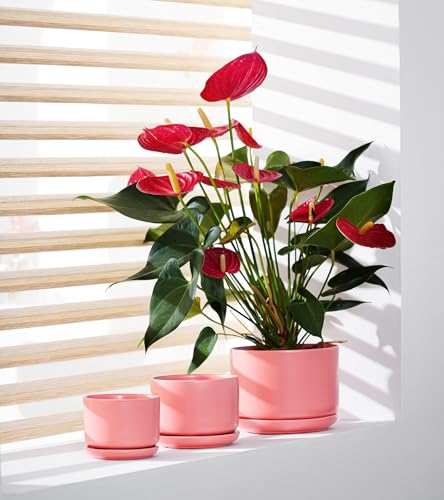 Ceramic Plant Pots,Planters with Drainage Hole&Saucer 3 Pack(Matte Orange) - color: Matte Orange