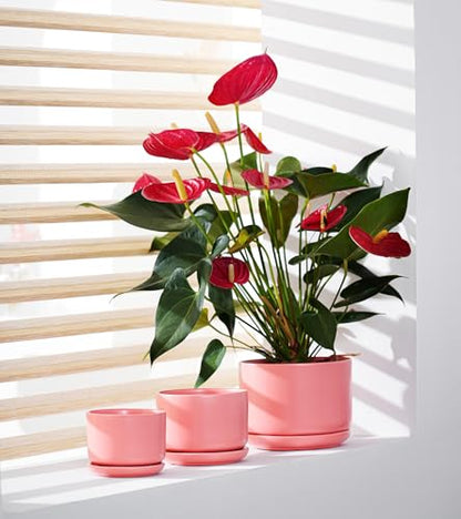 Ceramic Plant Pots,Planters with Drainage Hole&Saucer 3 Pack(Matte Orange) - color: Matte Orange