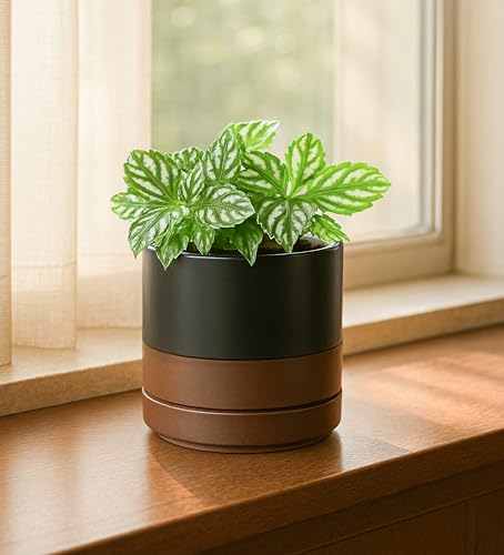 D'vine Dev 2-Pack Ceramic Pots with Saucers, Black/Tan, 4.7 in, 94-V-B-7 - color: Black/Speckled Tan, size: 4.7 Inch