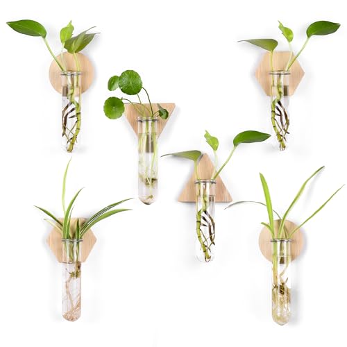 Wall Hanging Glass Planter Plant Propagation Station