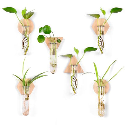 Wall Hanging Glass Planter Plant Propagation Station