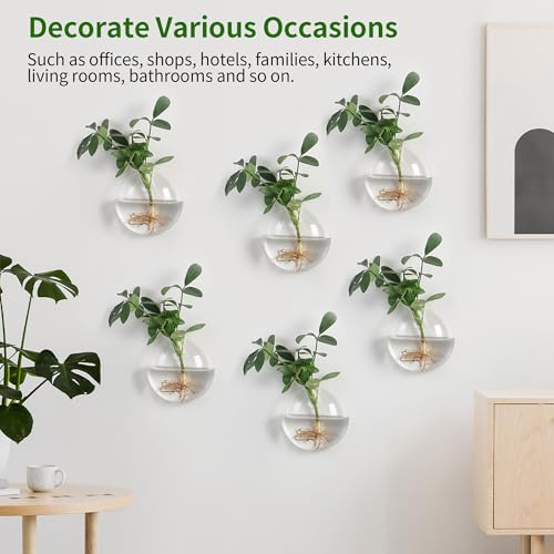 Wall Propagation Planter 6 Pack Glass Wall Planter Oblate Hanging Terrarium
