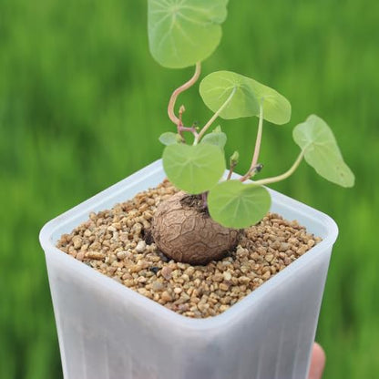 16 Pack 3.20 Inch Small Clear Plastic Square Nursery and Seedling Pot, Deep Transplant Seed Starter Planter with Drain Hole for Germination, Herb, Succulent - color: Clear