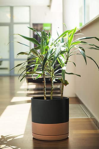 D'vine Dev 2-Pack Ceramic Pots with Saucers, 8/10 in, Black/Tan, 94-G-L-7 - color: Black/Speckled Tan, size: Large