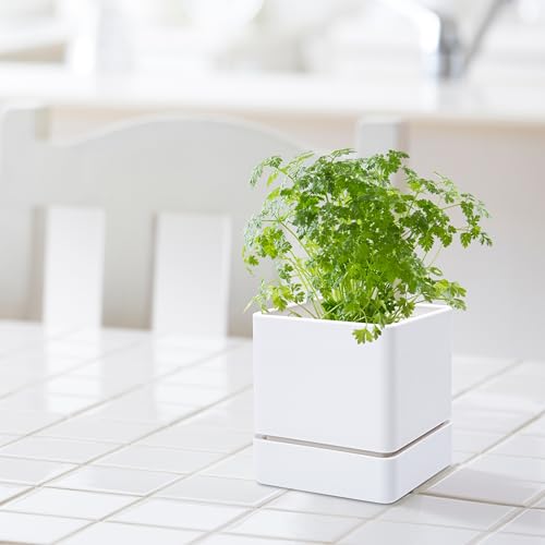 D'vine Dev Plastic Herb Planter Pot, 4 in, White, 76-Y-A1-1 - color: White, size: 4 Inch x 4.5 Inch