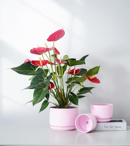 Plant Pots,Ceramic Planters with Drainage Holes&Saucer Set of 3(Matte Pink) - color: Matte Pink