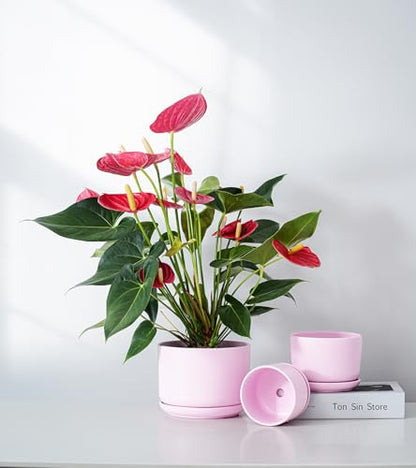 Plant Pots,Ceramic Planters with Drainage Holes&Saucer Set of 3(Matte Pink) - color: Matte Pink