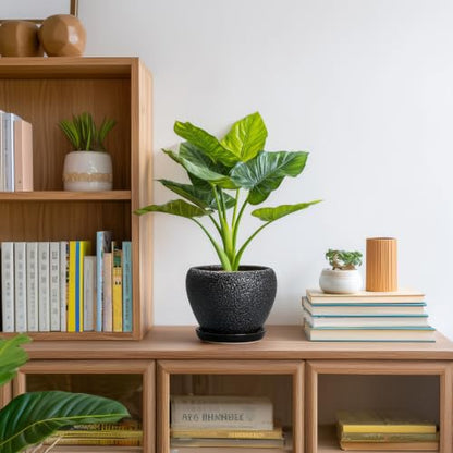 Ceramic Planter 6 Inch, Ceramic Plant Pots Indoor, Black - color: Black, size: 6 Inch