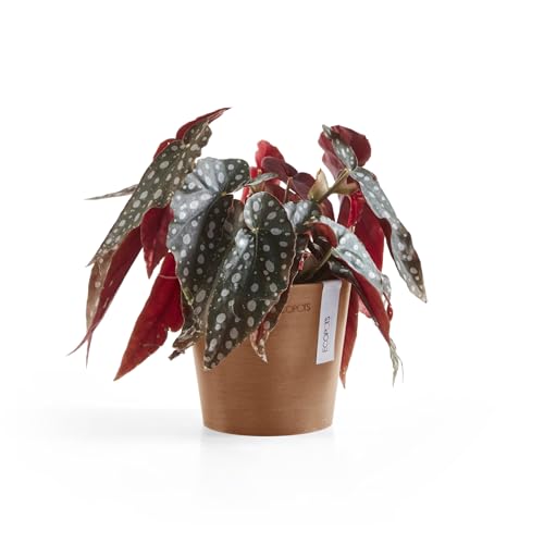 Ecopots Amsterdam Mini Round Flower Planter, Terracotta Color, 5" - color: Terracotta, size: 5 Inches