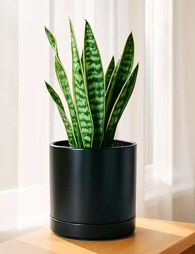 D'vine Dev 2-Pack Ceramic Pots with Saucers, 6/8 in, Black, 94-G-M-2 - color: Black, size: Medium