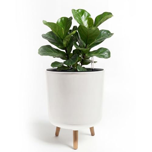 Bamworld Self Watering Pots for Indoor Plants with Water Level Indicator - size: 12 in