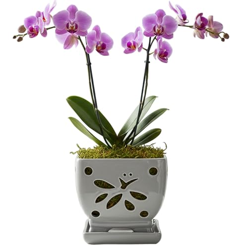 Orchid Pots with Holes Square Ceramic Orchid Planter Pots 5.5 inch (gray) - color: Gray
