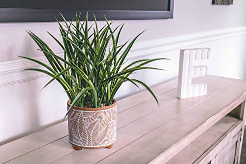 D'vine Dev 2-Pack Terracotta Pots, 4/6 in, Sahara Fern, 31-953-H-1 - style: Sahara Fern