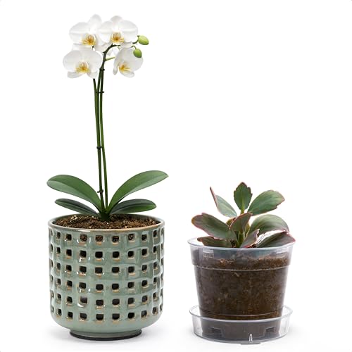 D'vine Dev Orchid Pot, Clear Pot & Saucer, Olive, 4.5 in, 28-A-Z-4 - color: Olive, size: 4.5"