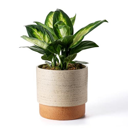 8 Inch Ceramic Self Watering Planter with Drainage Hole, Brush - color: Brush, size: Medium