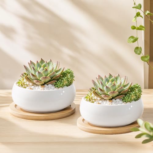 ZOUTOG 2 Pack Succulent Pots, 6 inch Ceramic Planters for Indoor Plants with Bamboo Tray, Pots with Drainage, Seeds＆ Plants Not Included - color: White, size: 2.3 Inch High