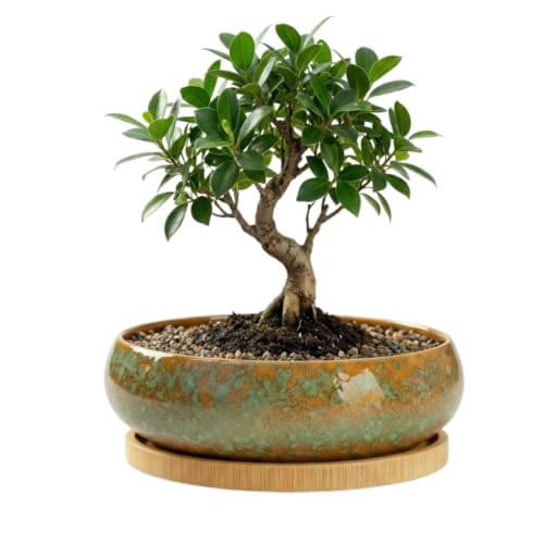 Succulent Pots with Drainage Hole Ceramic Bonsai Planter, Shallow Round Plant Pot with Saucer for Succulent Indoor Outdoor, Porch Decor, Gifts for Plant Lover 8 Inch Green - color: Green, size: 8 inch