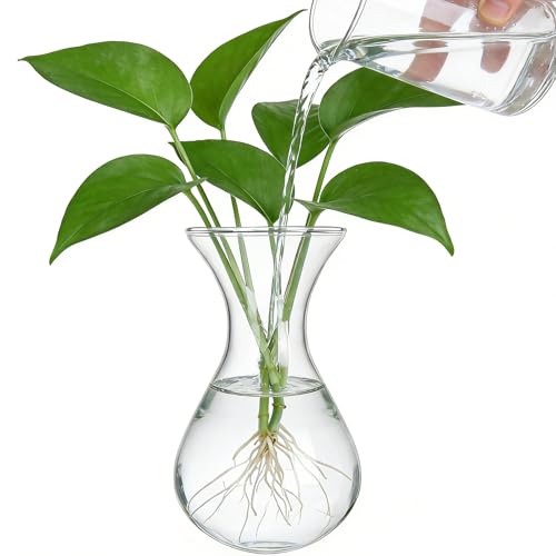 Plant Propagation Station Accessories, 2 Pack Glass Hyacinth vase
