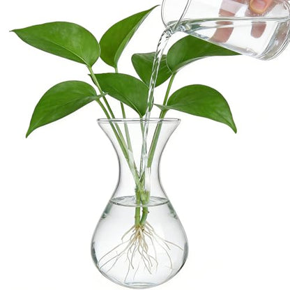 Plant Propagation Station Accessories, 2 Pack Glass Hyacinth vase