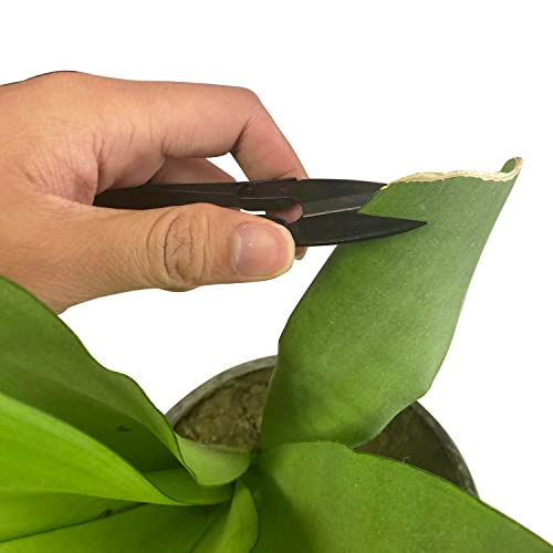 HFS(R) Bonsai Scissors Trimmers Pruner Pruning for Bud and Leaves Trimming Scissors for Plants, Flowers 6 PCS