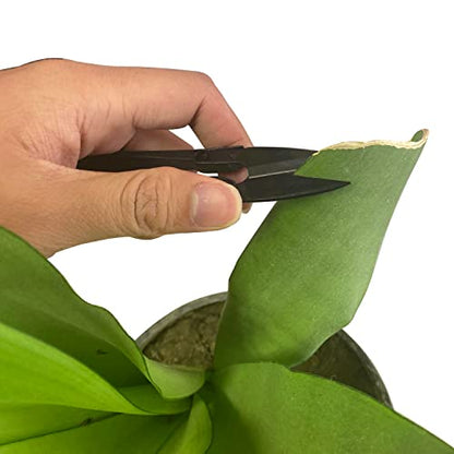 HFS(R) Bonsai Scissors Trimmers Pruner Pruning for Bud and Leaves Trimming Scissors for Plants, Flowers 6 PCS