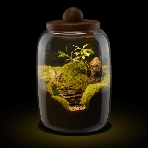 Plant Terrarium with Grow Light: 8.6H+6.3W Glass Terrarium - size: H-8.6IN