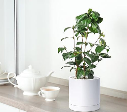 D'vine Dev 2-Pack Ceramic Pots with Saucers, 6/8 in, White, 94-G-M-1 - color: White, size: Medium