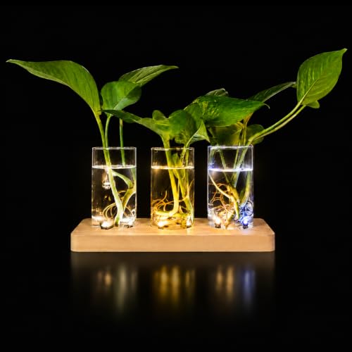 3 Pcs Plant Propagation Terrarium with Wooden Stand