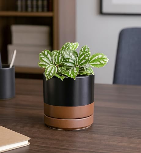 D'vine Dev 2-Pack Ceramic Pots with Saucers, Black/Tan, 4/6 in, 94-G-S-7 - color: Black/Speckled Tan, size: Small